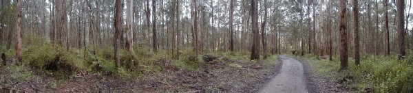 Dandenong Ranges