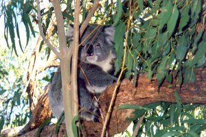 Phillip Island scene